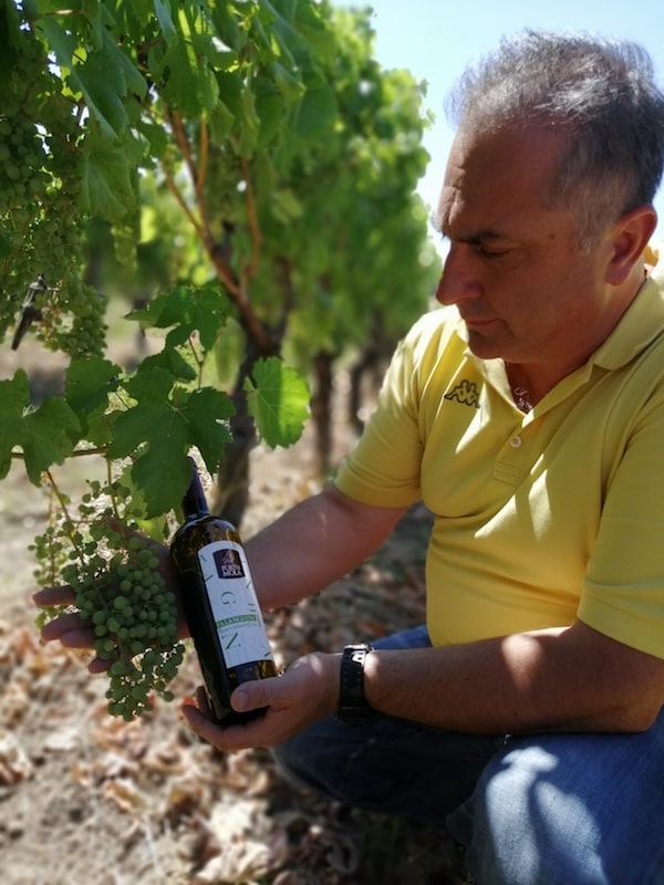 Produzione Falanghina IGP