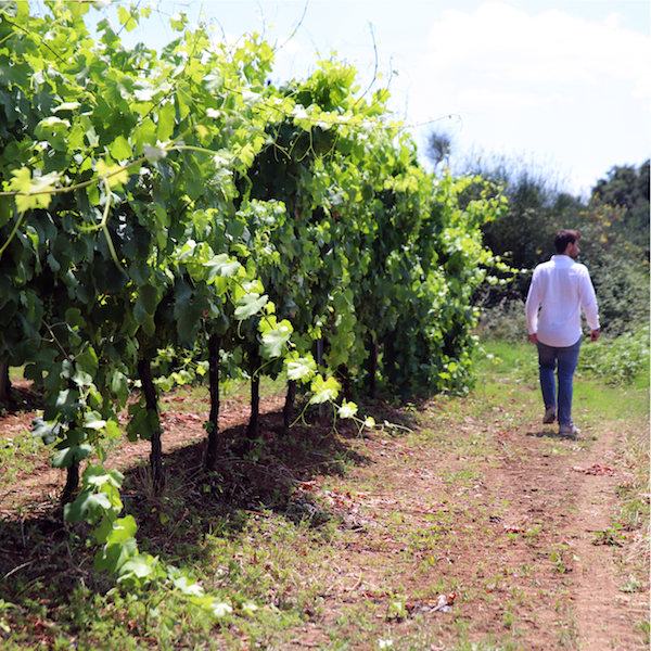 Tour Vini e Vigneti