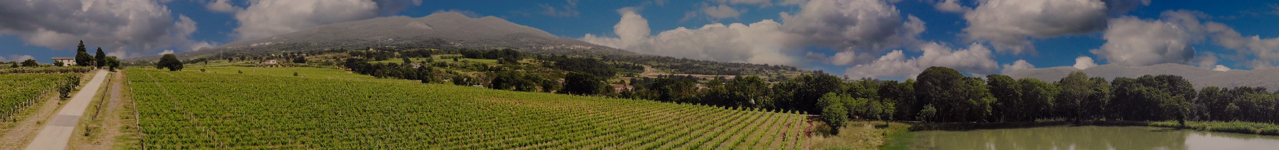 Foto Panoramica della Tenuta Dell'Azienda Vitivinicola Porto Di Mola