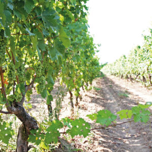 Viti Dei Vigneti Della Tenuta