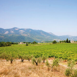 I Vigneti della Nostra Tenuta