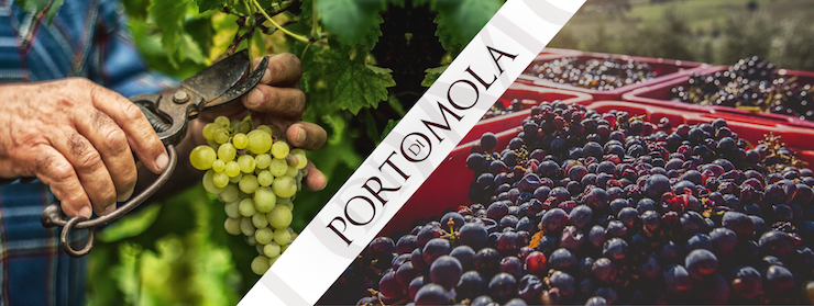 vendemmia 2021 la nostra tenuta si prepara alla raccolta delle uve
