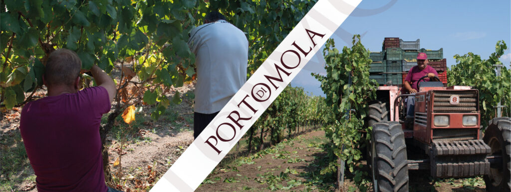 Vendemmia 2023