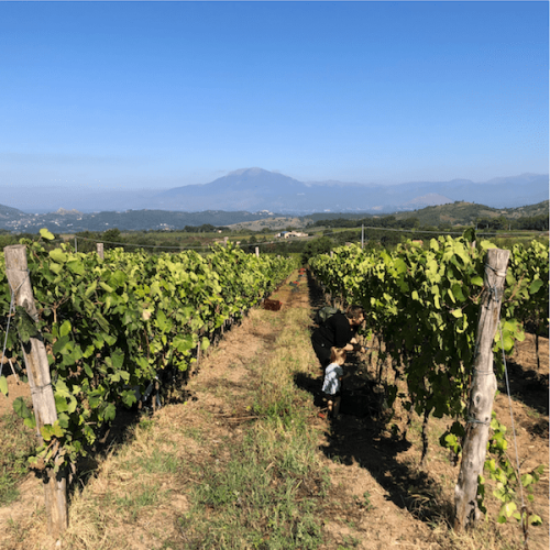 BOX_TOUR_degustazioni_tour_VIGNAIOLO.png