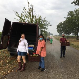Esperienza Vendemmia