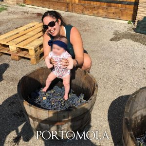 Tour in Azienda Durante la Vendemmia